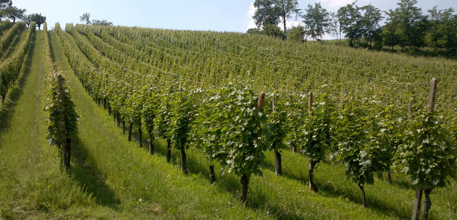 The Vineyards